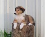 Small #3 Collie