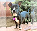 Small #1 American Pit Bull Terrier-Dachshund Mix