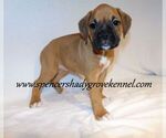 Small #1 Boxer