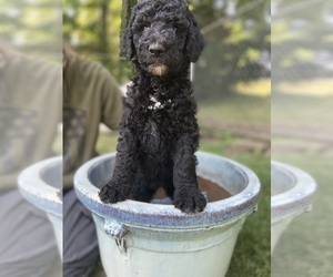 Poodle (Standard) Puppy for sale in ADAMSVILLE, TN, USA