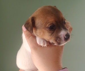 Jack Russell Terrier Puppy for sale in LIVE OAK, FL, USA