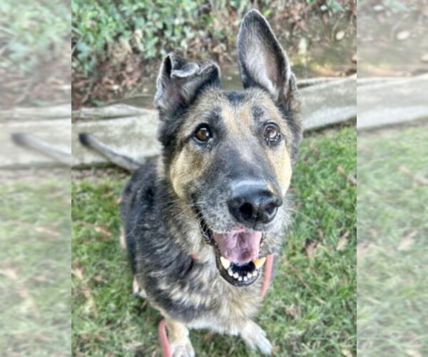 Medium Photo #2 German Shepherd Dog Puppy For Sale in Modesto, CA, USA