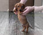 Small Photo #2 Dachshund Puppy For Sale in AUSTELL, GA, USA