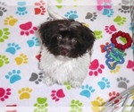 Small #4 Havanese