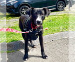 Small #17 Labrador Retriever Mix