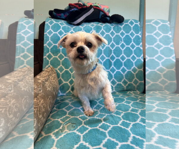 Medium Photo #3 Maltese Puppy For Sale in Pacolet, SC, USA