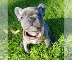 Small Photo #6 French Bulldog Puppy For Sale in MARYSVILLE, WA, USA