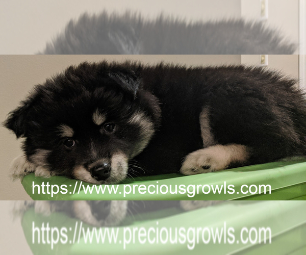 Medium Photo #3 Pomsky Puppy For Sale in ASHLAND, MO, USA