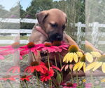 Small #19 Labrador Retriever Mix