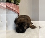 Small #4 Soft Coated Wheaten Terrier