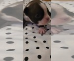 Puppy 6 Boston Terrier