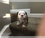 Small Photo #3 Bulldog Puppy For Sale in SUISUN CITY, CA, USA