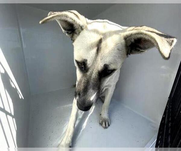 Medium Photo #2 Labrador Retriever-Unknown Mix Puppy For Sale in Houston, TX, USA