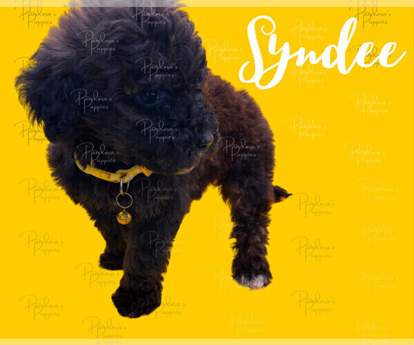 Medium Photo #2 Portuguese Water Dog Puppy For Sale in POWDER SPRINGS, GA, USA
