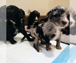 Small Photo #3 Bordoodle Puppy For Sale in FREDERICKTOWN, OH, USA