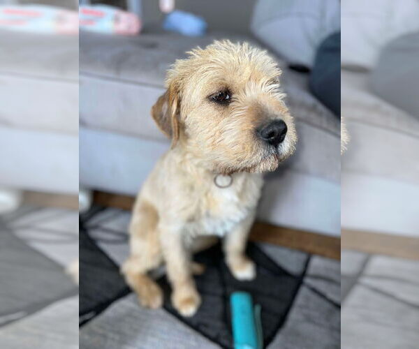 Medium Photo #2 Mutt Puppy For Sale in Grafton, WI, USA