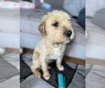 Small #1 Mutt