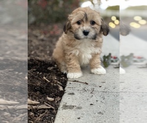 La-Chon Puppy for sale in CANOGA, NY, USA