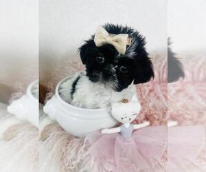 Shih Tzu Puppy for sale in MIAMI, FL, USA