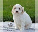 Small Maltipoo