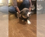 Small Photo #13 American Bully Puppy For Sale in GRIFFIN, GA, USA