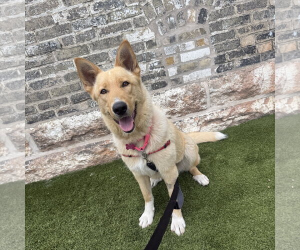 Medium Photo #12 Mutt Puppy For Sale in Fargo, ND, USA