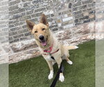 Small #11 Mutt