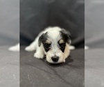 Small #7 Pembroke Welsh Corgi-Poodle (Miniature) Mix