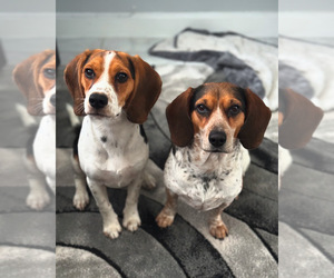 Father of the Beagle puppies born on 02/09/2025