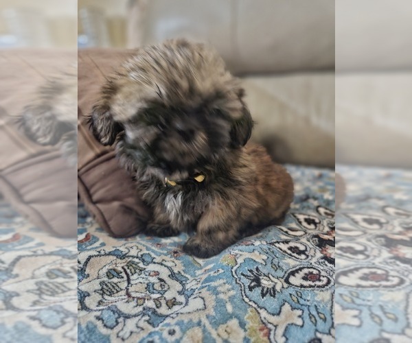 Medium Photo #22 Shih Tzu Puppy For Sale in WOODSFIELD, OH, USA