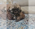 Small #1 Shih Tzu