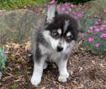 Small Photo #5 Pomsky Puppy For Sale in GOSHEN, IN, USA