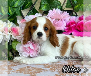 Cavalier King Charles Spaniel Puppy for sale in MIAMI, FL, USA