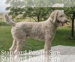 Small Photo #1 Labradoodle Puppy For Sale in FAIR OAKS, CA, USA