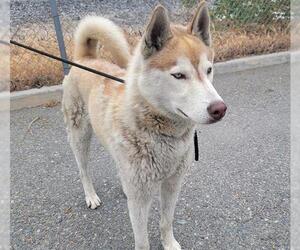 Siberian Husky Dogs for adoption in Downey, CA, USA
