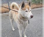 Small Siberian Husky