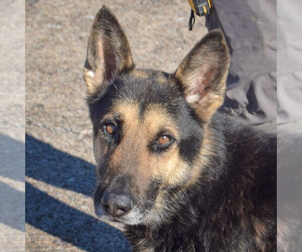 Medium Photo #1 German Shepherd Dog Puppy For Sale in Huntley, IL, USA