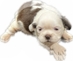 Puppy 1 Shih Tzu