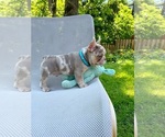 Small #3 French Bulldog