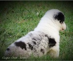 Small #3 Miniature Australian Shepherd