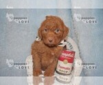 Small Photo #16 Aussiedoodle-Poodle (Toy) Mix Puppy For Sale in SANGER, TX, USA