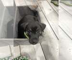 Small Beagle-Chihuahua Mix