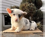 Small #3 Pembroke Welsh Corgi
