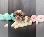 Puppy Zach Shih Tzu