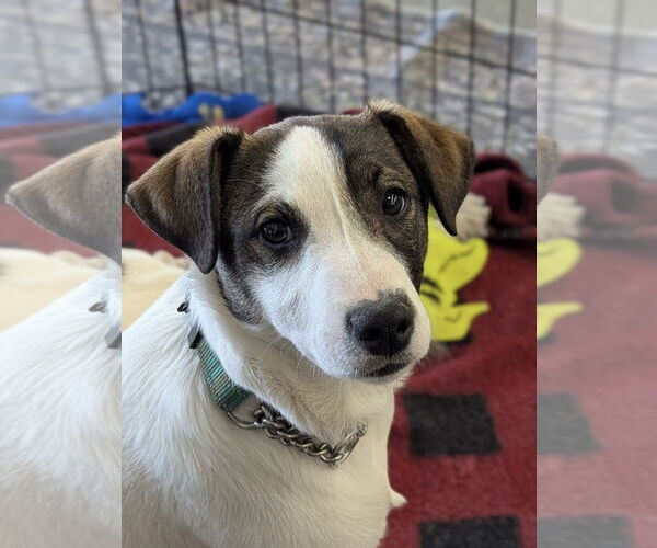 Medium Photo #1 Jack Russell Terrier-Unknown Mix Puppy For Sale in Milner, GA, USA