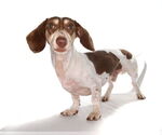 Small #1 Dachshund Mix