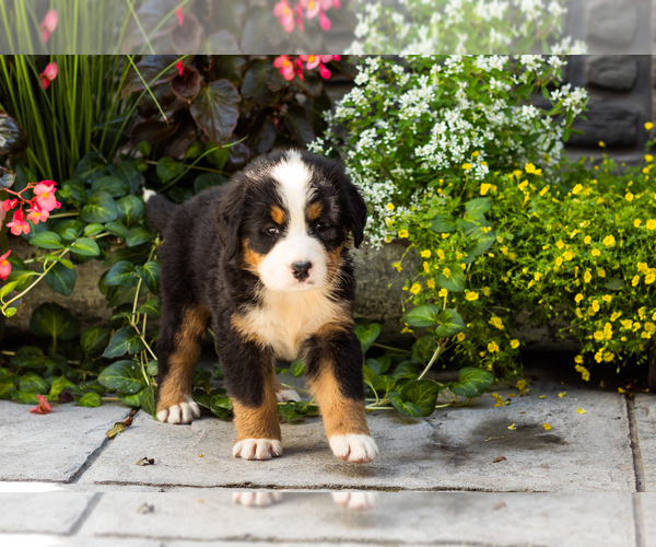 Medium Photo #4 Bernese Mountain Dog Puppy For Sale in MILLERSBURG, IN, USA