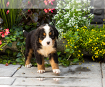 Small #3 Bernese Mountain Dog