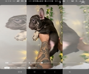 French Bulldog Puppy for sale in LOS ANGELES, CA, USA