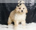 Small #3 Poodle (Miniature)